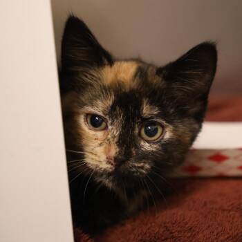 Pepper -  Domestic Short Hair Cat for Adoption in Briarcliff Manor, New York - Pepper | PetCurious