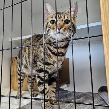 Bo -  Domestic Short Hair Cat for Adoption in Dover, New Hampshire - Bo | PetCurious