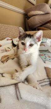 Rescue Domestic Short Hair Cats for Adoption in Kenosha, Wisconsin - Barbara | PetCurious