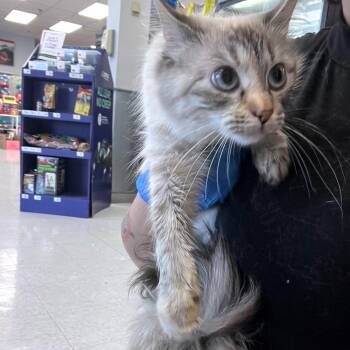 faruka -  Domestic Short Hair Cat for Adoption in Philadelphia, Pennsylvania - Faruka | PetCurious