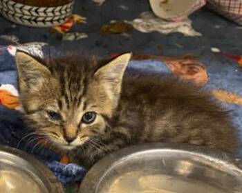 ERNIE -  Domestic Medium Hair Cat for Adoption in Tustin, California - ERNIE | PetCurious