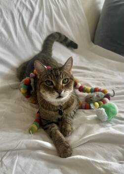 Bart -  Domestic Short Hair Cat for Adoption in New Orleans, Louisiana - Bart | PetCurious