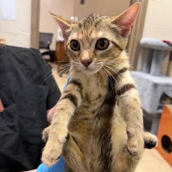 Bryony -  Domestic Short Hair Cat for Adoption in Birmingham, Alabama - Bryony | PetCurious