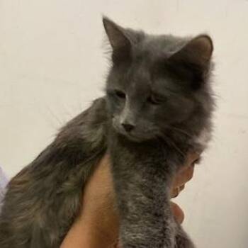 Demeter -  Domestic Medium Hair and Domestic Short Hair Cat for Adoption in Grand Rapids, Minnesota - Demeter | PetCurious