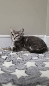 Cheerios -  Domestic Short Hair Cat for Adoption in Shepherdsville, Kentucky - Cheerios | PetCurious