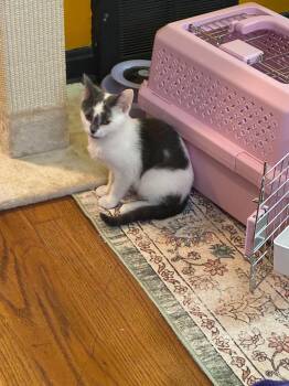 Buckeye -  Domestic Short Hair Cat for Adoption in Cleveland, Ohio - Buckeye | PetCurious