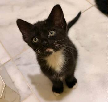 Raven -  Domestic Medium Hair Cat for Adoption in Reno, Nevada - Raven | PetCurious