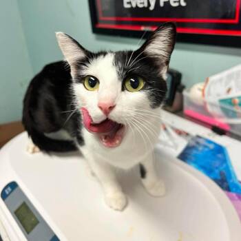Chicken Noodle -  Domestic Short Hair Cat for Adoption in Edwardsville, Illinois - Chicken Noodle | PetCurious