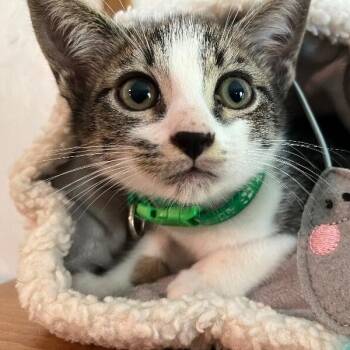 Tabby and Domestic Short Hair Cats Available for Adoption - Cobalt Blue | PetCurious