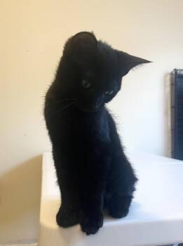 Nova Lindner -  Domestic Short Hair Cat for Adoption in Chandler, Arizona - Nova Lindner | PetCurious