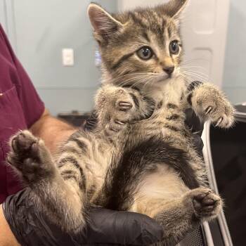 Civic -  Domestic Short Hair Cat for Adoption in Greensboro, North Carolina - Civic | PetCurious