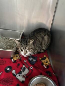 Rescue Domestic Short Hair Cats for Adoption in Pine Grove, Pennsylvania - Gus | PetCurious