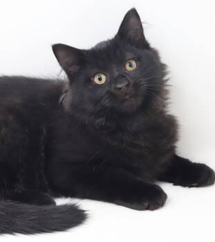 Aiden is our love - Sweet and so poofy -  Maine Coon and Norwegian Forest Cat Cat for Adoption in Bedford Hills, New York - Aiden Is Our Love - Sweet And So Poofy | PetCurious