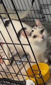 Miss Moo -  Domestic Short Hair Cat for Adoption in Dale City, Virginia - Miss Moo | PetCurious