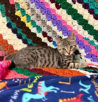 Puerh -  Domestic Short Hair Cat for Adoption in Visalia, California - Puerh | PetCurious
