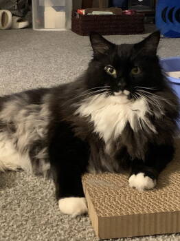 Rescue Domestic Long Hair and Tuxedo Cats for Adoption in Philadelphia, Pennsylvania - Sam Vimes | PetCurious