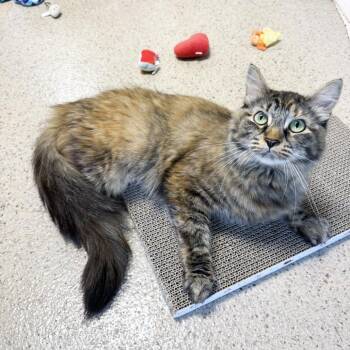Zara -  Domestic Medium Hair Cat for Adoption in Oshkosh, Wisconsin - Zara | PetCurious
