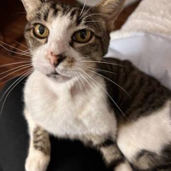 Dijon (DJ) -  Domestic Short Hair Cat for Adoption in Tampa, Florida - Dijon (DJ) | PetCurious