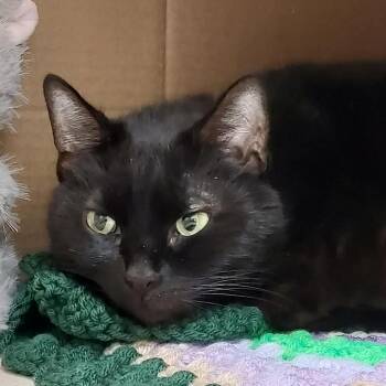 Maxine -  Domestic Short Hair Cat for Adoption in Ballston Spa, New York - Maxine | PetCurious