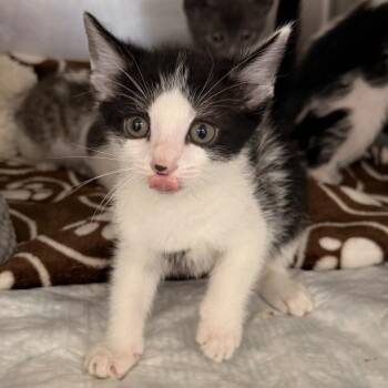 Domestic Short Hair Cats Available for Adoption in West Palm Beach, Florida - Porpoise | PetCurious