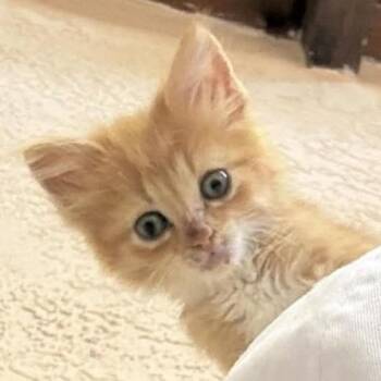 Butternut -  Domestic Short Hair Cat Available for Adoption in Las Cruces, New Mexico - Butternut | PetCurious