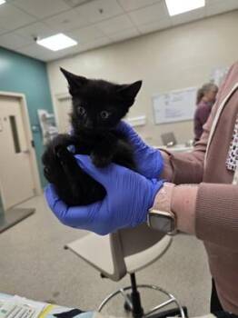 Big Bird -  Domestic Short Hair Cat for Adoption in Fishers, Indiana - Big Bird | PetCurious