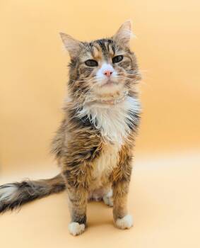 Domestic Long Hair Cats Available for Adoption in Springfield, Missouri - Birdie | PetCurious