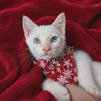 Blaze Jo -  Siamese and Domestic Short Hair Cat Available for Adoption in Tallahassee, Florida - Blaze Jo | PetCurious