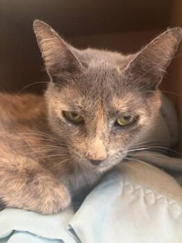 Ac Unit -  Domestic Short Hair Cat for Adoption in Sherwood, Oregon - Ac Unit | PetCurious