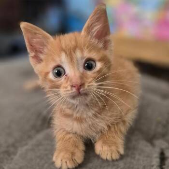 LEWIS -  Domestic Short Hair Cat for Adoption in Gresham, Wisconsin - LEWIS | PetCurious