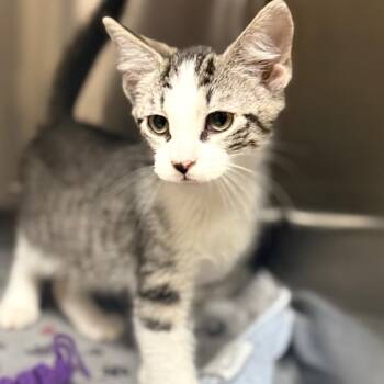 Prissy -  Domestic Short Hair Cat for Adoption in Jacksboro, Tennessee - Prissy | PetCurious