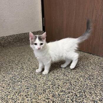 Domestic Medium Hair Cats Available for Adoption in Long Beach, California - Breeze | PetCurious