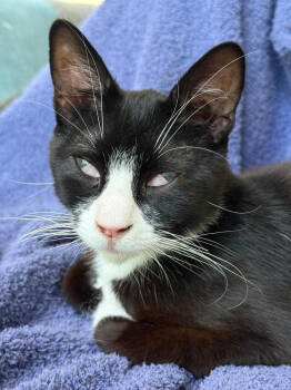 Rescue Domestic Short Hair Cats for Adoption in Chicago, Illinois - King Tuxy | PetCurious
