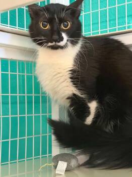 Domestic Medium Hair Cats Available for Adoption - Bora | PetCurious