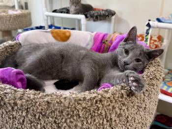 Bogie -  Domestic Short Hair Cat for Adoption in Ashland, Ohio - Bogie | PetCurious