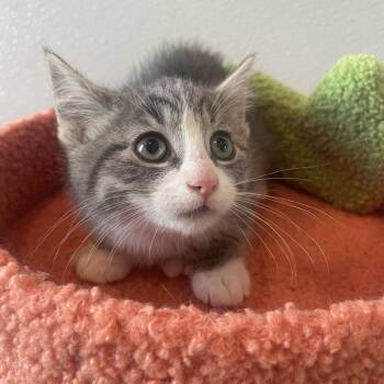 Domestic Short Hair Cats Available for Adoption in West Des Moines, Iowa - Aiden | PetCurious