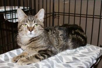 Rescue Domestic Short Hair and Tabby Cats for Adoption in Brazil, Indiana - MISS DIVA | PetCurious