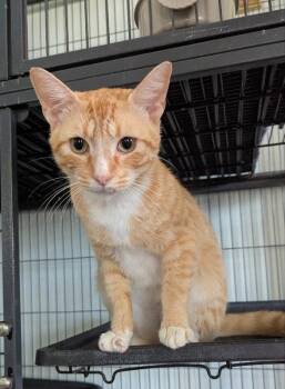 Betelgeuse -  Tabby Cat for Adoption in Ocala, Florida - Betelgeuse | PetCurious