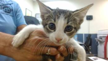 MUNCH -  Domestic Short Hair Cat for Adoption in Doral, Florida - MUNCH | PetCurious