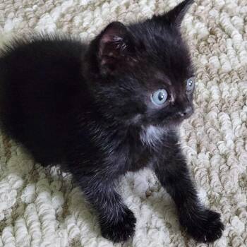 Rescue Domestic Short Hair Cats for Adoption in Oneonta, New York - MayBelle | PetCurious