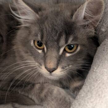Smokey -  Domestic Short Hair Cat for Adoption in Sonoma, California - Smokey | PetCurious