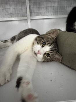 Yoshi -  Domestic Short Hair Cat for Adoption in Novato, California - Yoshi | PetCurious