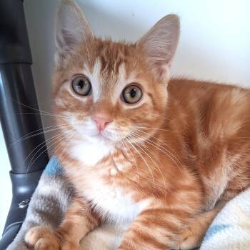 Icarus -  Domestic Short Hair Cat for Adoption in Belmont, New York - Icarus | PetCurious