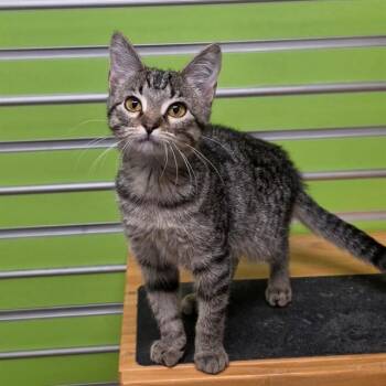 DORY -  Domestic Short Hair Cat for Adoption in St. Peters, Missouri - DORY | PetCurious