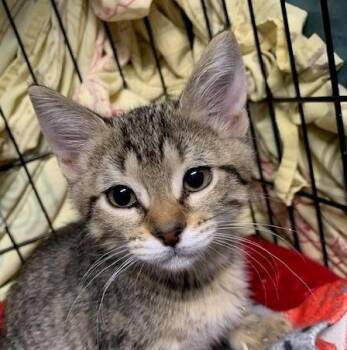 Tabby Cats Available for Adoption in Lafayette, Louisiana - Pepper | PetCurious