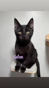 Salem -  American Shorthair Cat for Adoption in West Newton, Pennsylvania - Salem | PetCurious