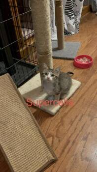 Supercella Ne -  Domestic Short Hair Cat for Adoption in West Peoria, Illinois - Supercella Ne | PetCurious