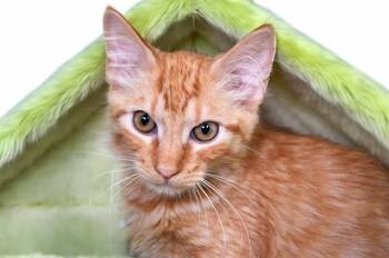 REBEL -  Domestic Short Hair Cat for Adoption in Fort Lauderdale, Florida - REBEL | PetCurious