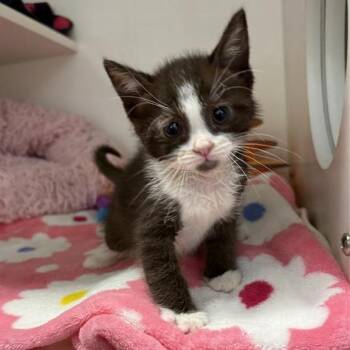 Howie Dorough -  Domestic Short Hair Cat for Adoption in Phoenix, Arizona - Howie Dorough | PetCurious