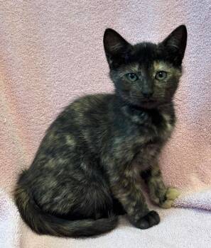 Lorelai -  Domestic Short Hair Cat for Adoption in Little Rock, Arkansas - Lorelai | PetCurious
